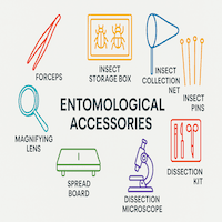Insect Collections